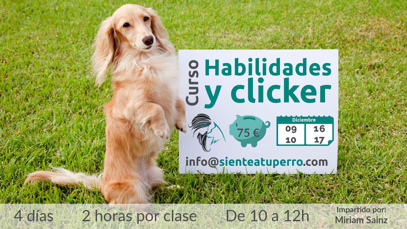 Habilidades y clicker curso de adiestramiento canino