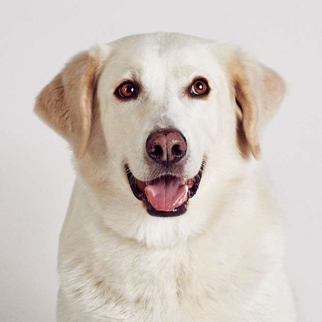 Maya co-terapeuta Sentido Animal