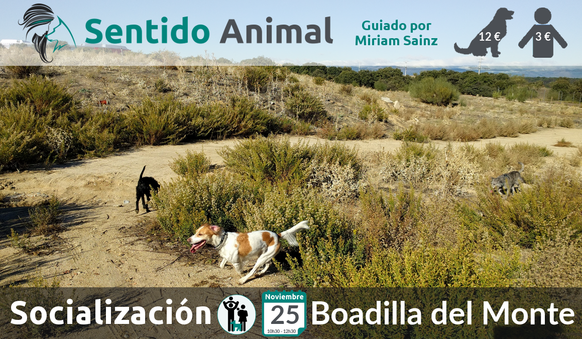 Socialización canina y paseo con perros