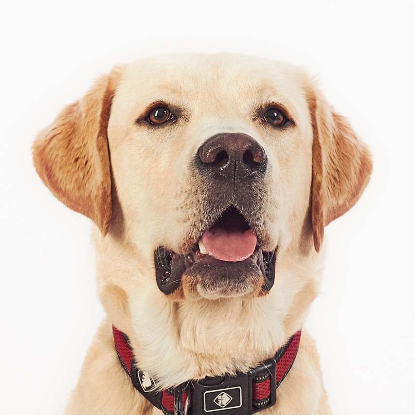 SENTIDO_ANIMAL_Leo, perro de terapia