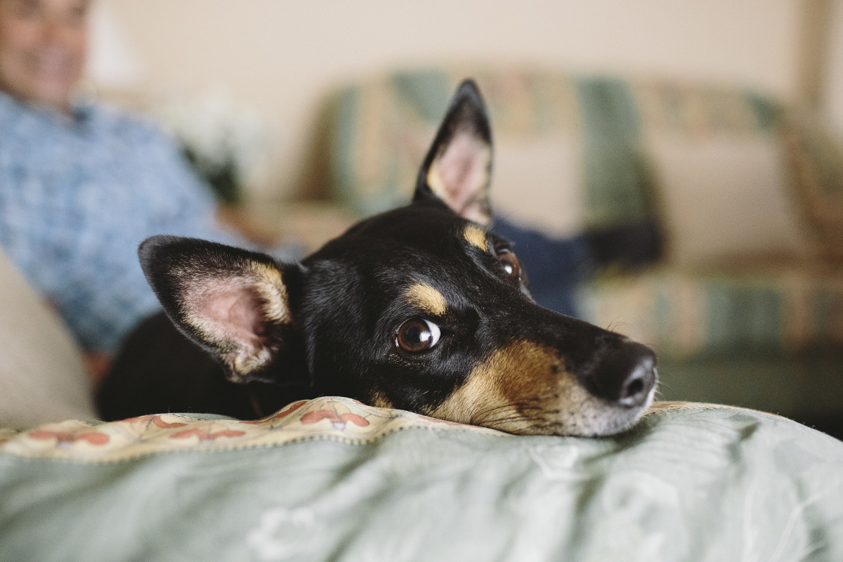 Perro en el sofá