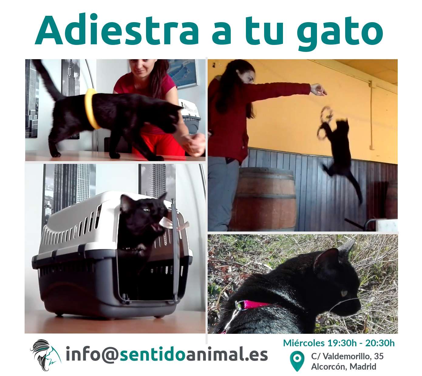 Escuela de adiestramiento de gatos