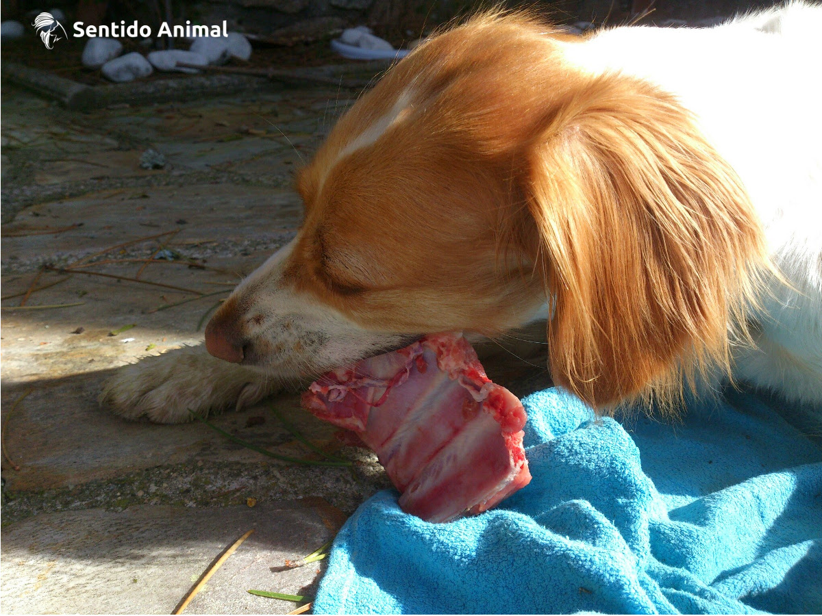 perro comiendo costilla cruda