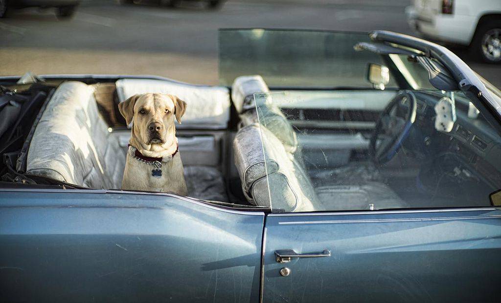 Cómo hacer que tu perro suba al coche