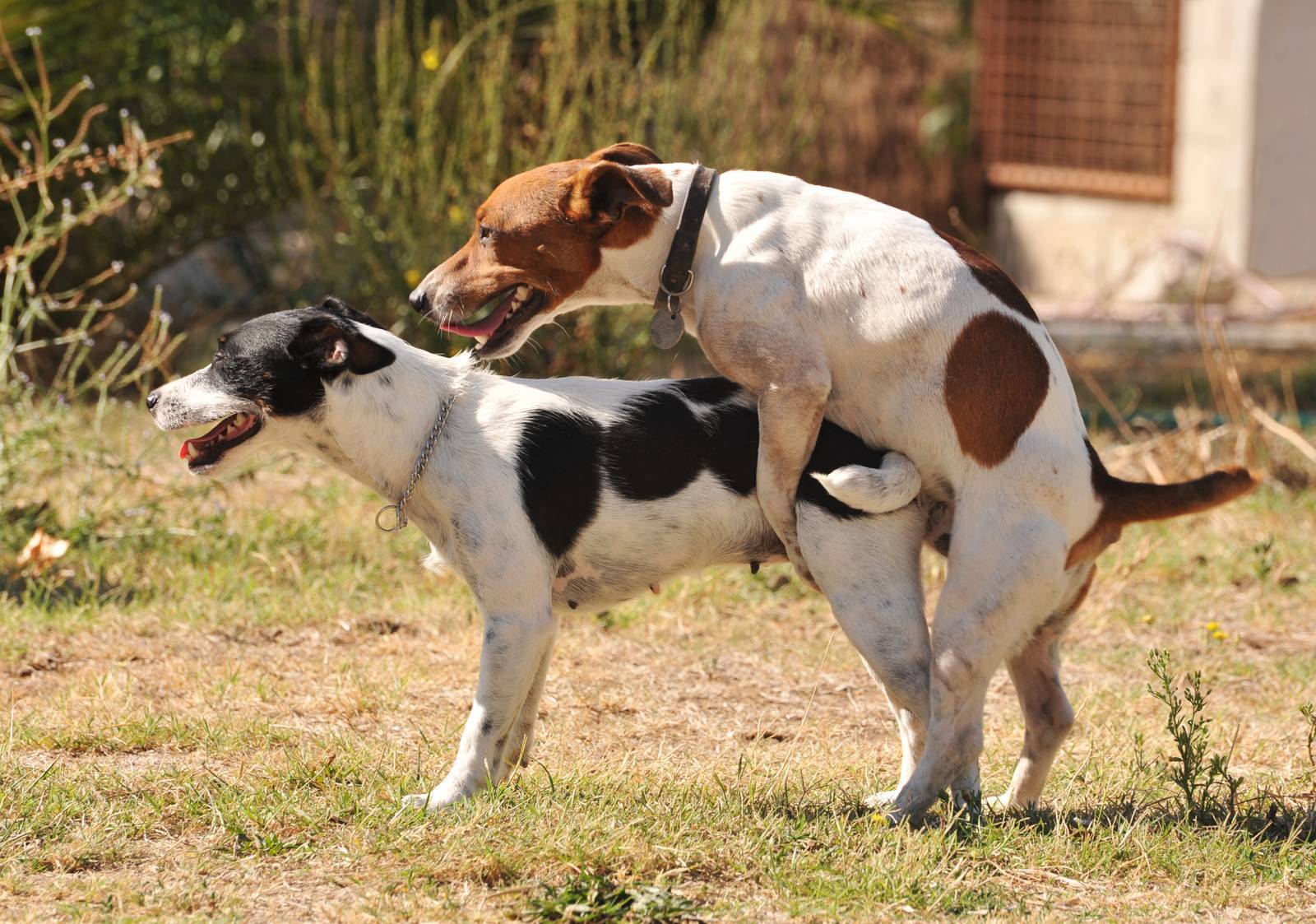 La conducta monta los perros | Sentido Animal