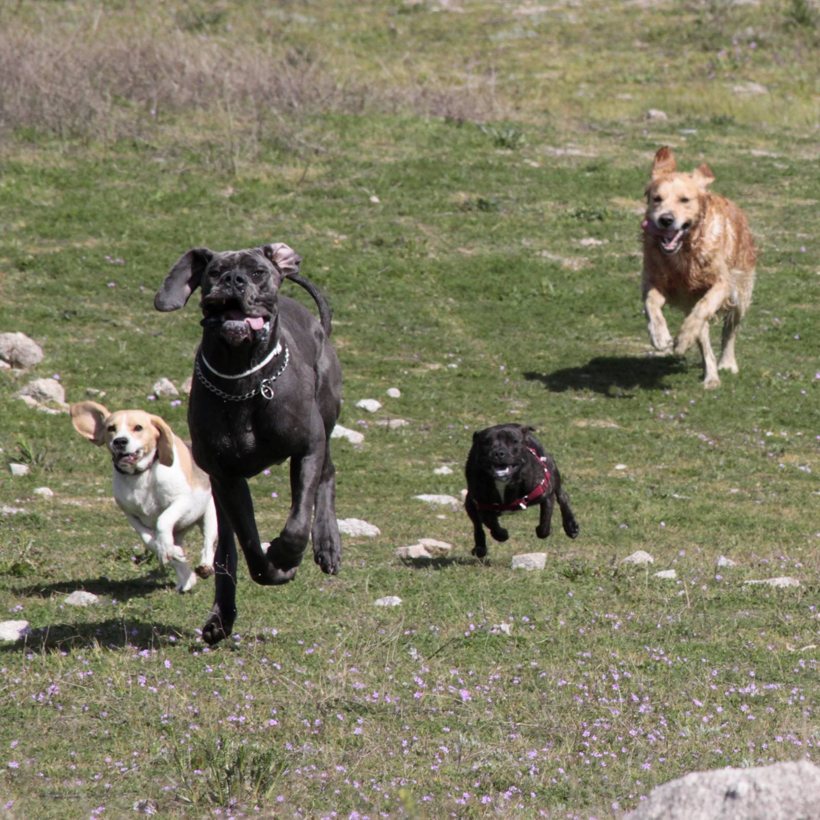 Salida de socialización canina: abril 2015