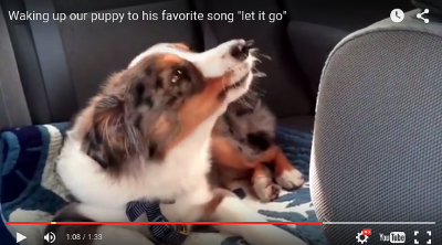 ¿Quién ha dicho que los perros no sienten la música?