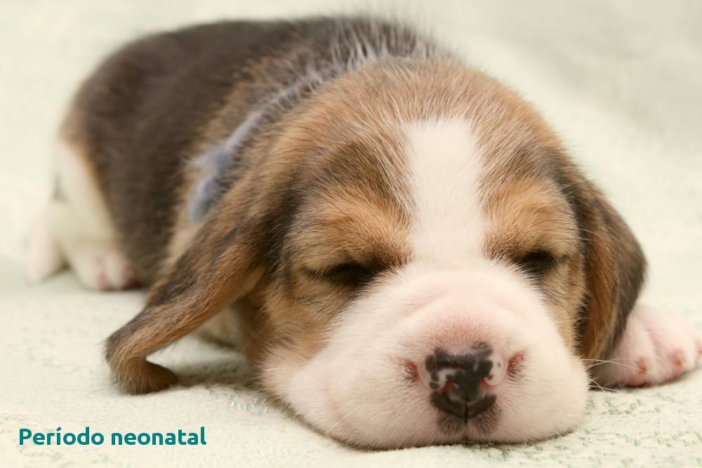 El cachorro: período neonatal
