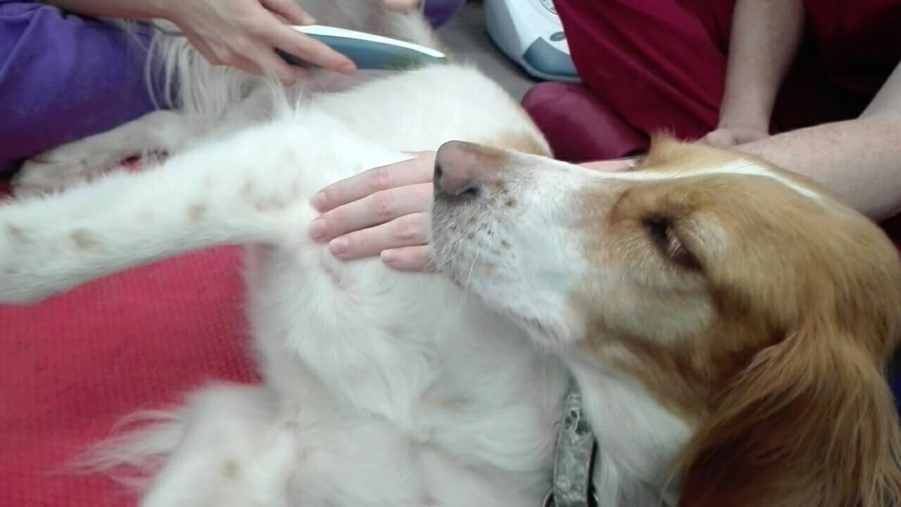 Rehabilitación canina