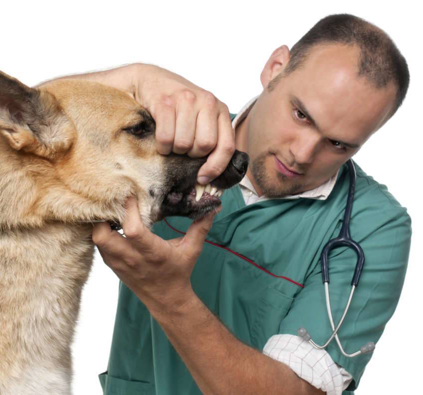 Manejo en el veterinario