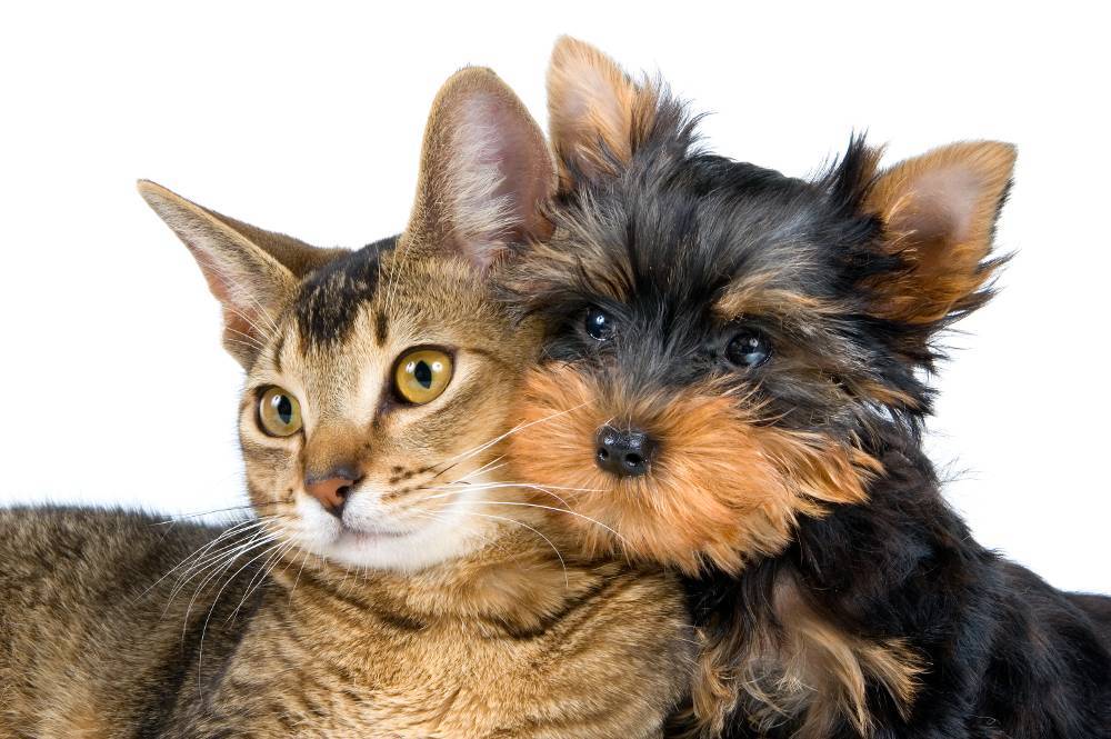 Opcional al límite profundidad 5 consejos para meter perros y gatos juntos | Sentido Animal