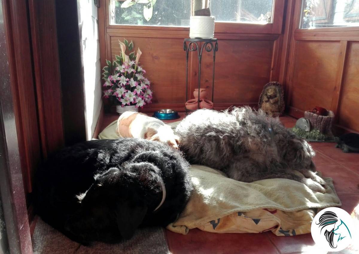 Tres perras durmiendo en el porche de la casa