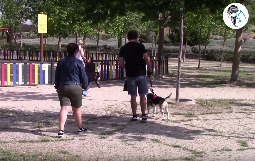 Paseo con el perro en el parque