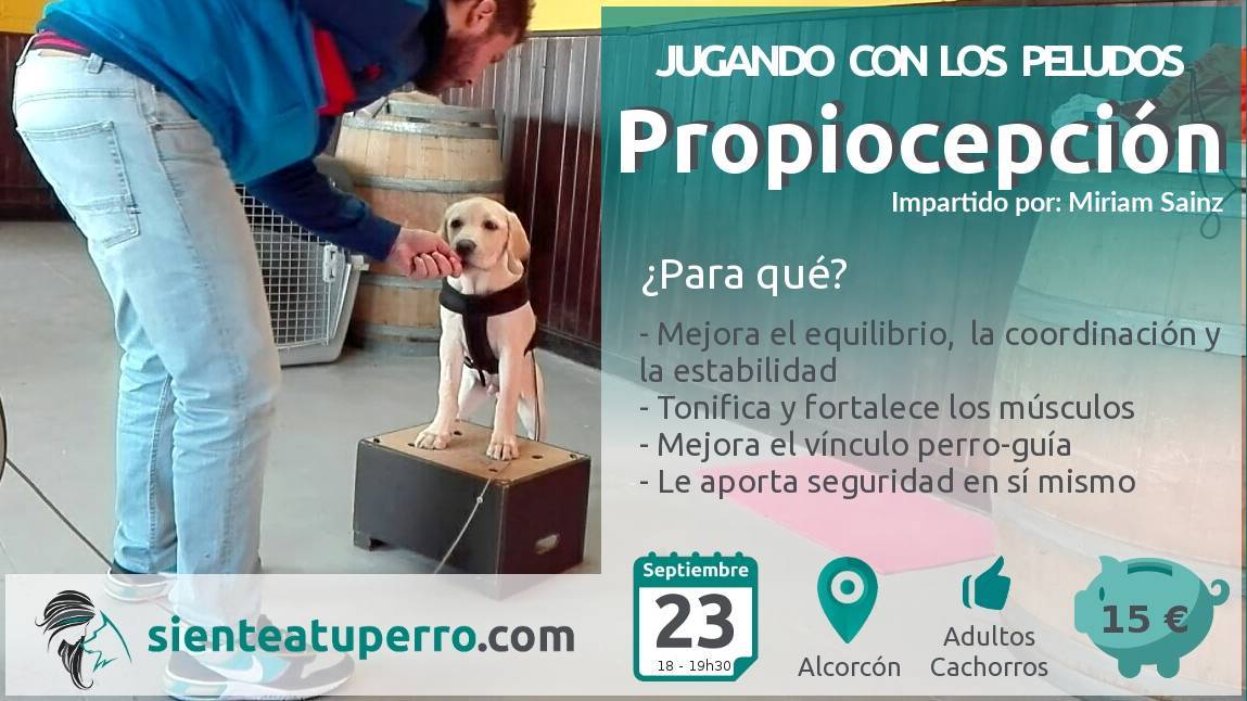 juegos de propiocepcion para perros