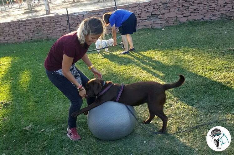 juegos de propiocepcion para perros