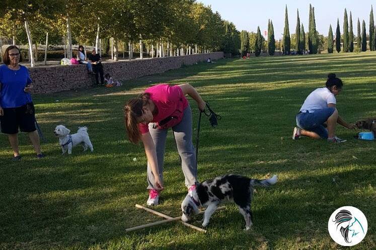Taller de propiocepción canina - sept2017 - Alcorcón, Madrid