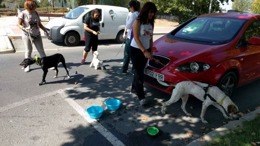 Salida de socialización canina - sept2017 - Boadilla del Monte, Madrid