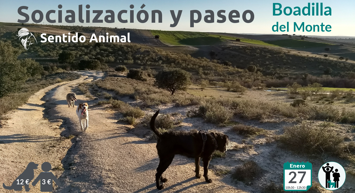 Socialización canina y paseo – enero 2019