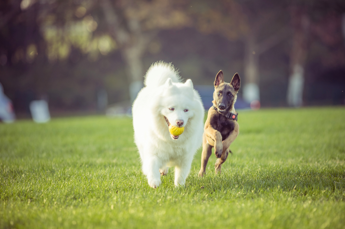 Perros que son perros: el (no)control permanente