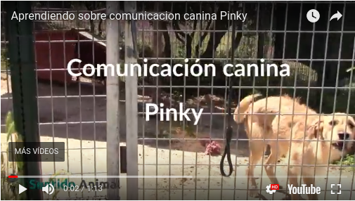 Aprendiendo sobre comunicación canina – Pinky