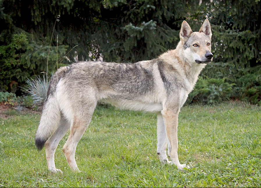 Preguntas y respuestas sobre… El Perro Lobo Checoslovaco