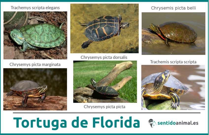 Especies invasoras: la tortuga de Florida | Sentido Animal
