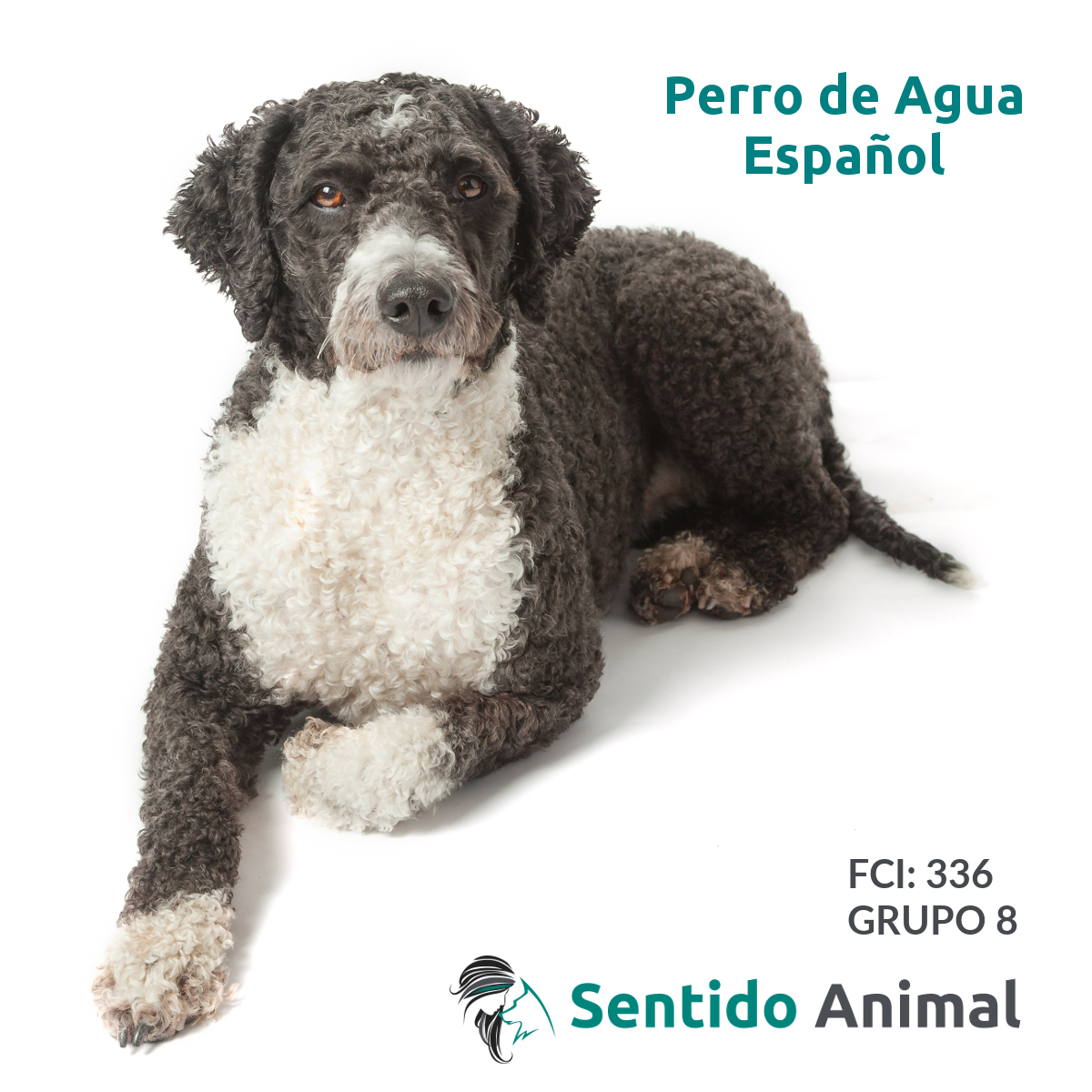 Preguntas y respuestas sobre razas del FCI: el Perro de Agua Español