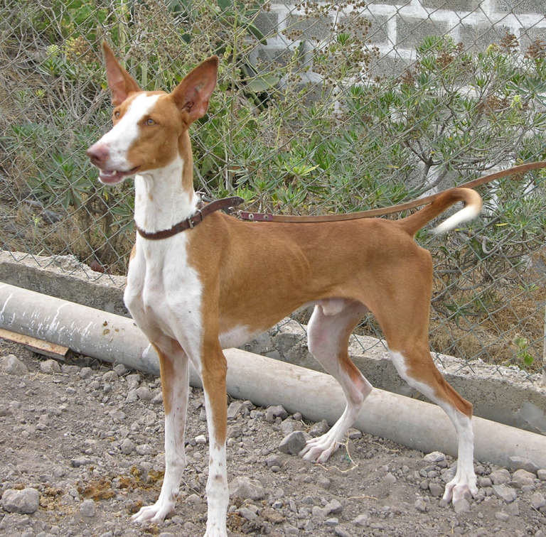 El Perro Del Hortelano Preguntas Y Respuestas
