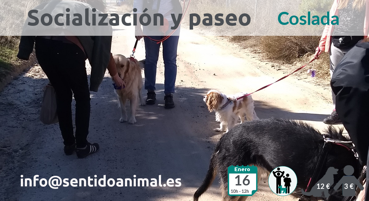 Salida de socialización canina en Coslada, Madrid