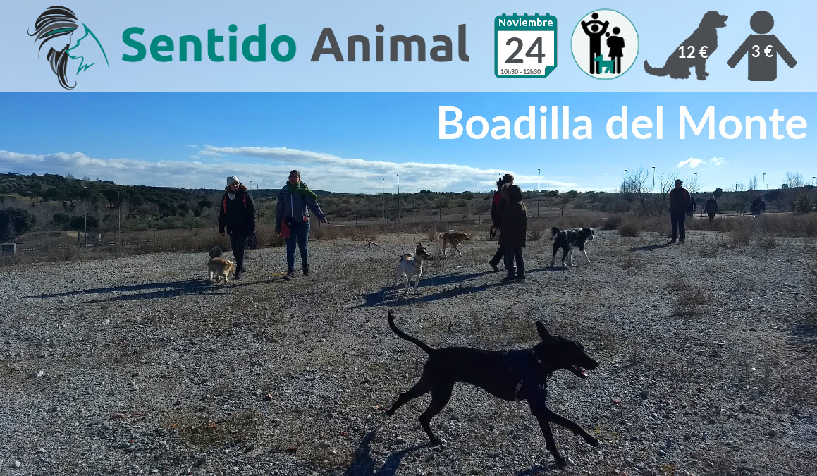 Socialización canina y paseo – noviembre 2019