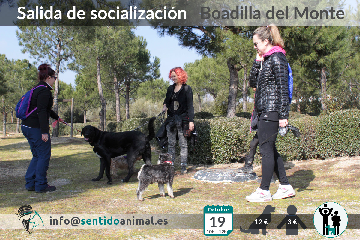 Socialización canina y paseo – octubre 2019 (2)
