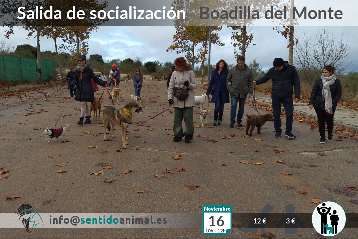 Socialización canina y paseo – noviembre 2019 (2)