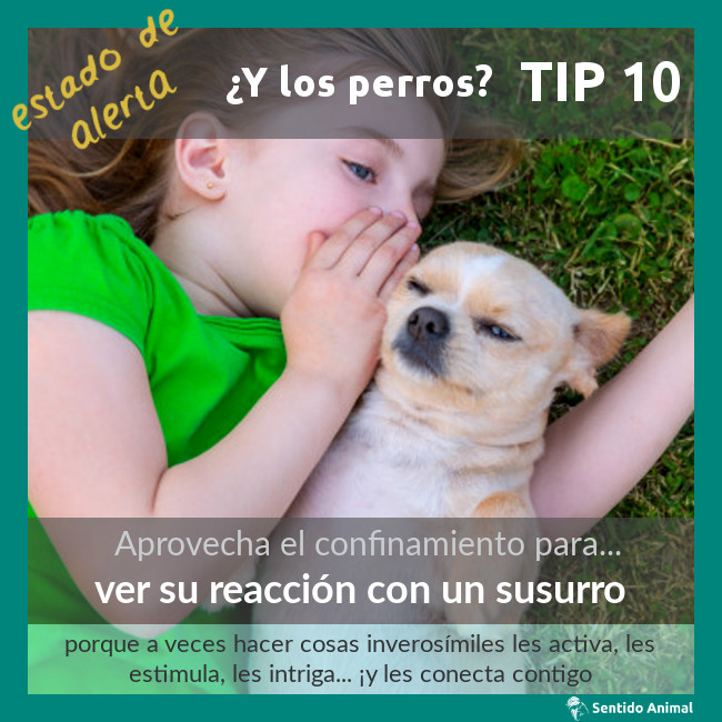 TIP 10 – estado de alerta – ¿y los perros?