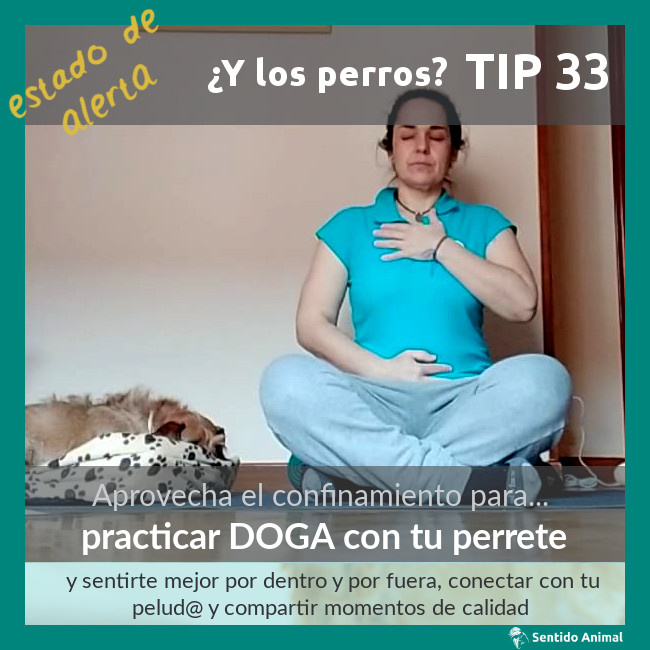 TIP 33 – practicar Doga con tu perrete – estado de alerta