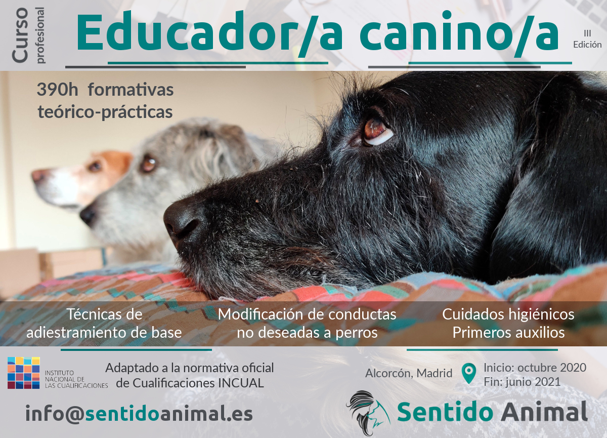 Curso profesional de Educador Canino