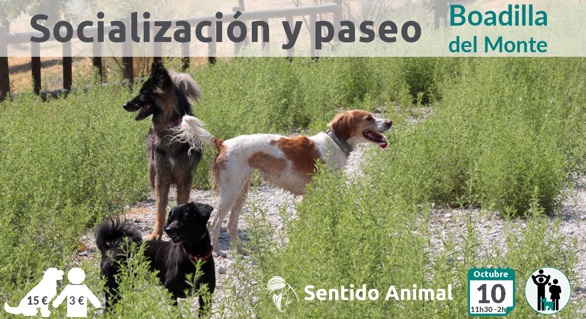 Socialización Canina en Boadilla del Monte - Madrid