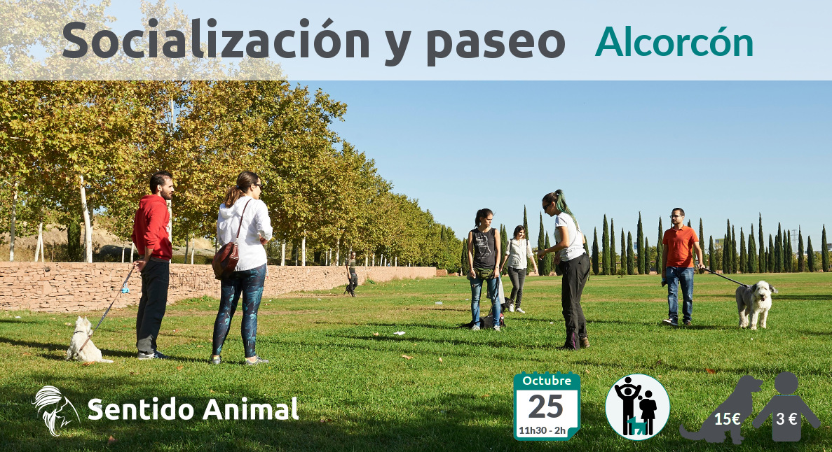 Socialización Canina en Alcorcón - Madrid
