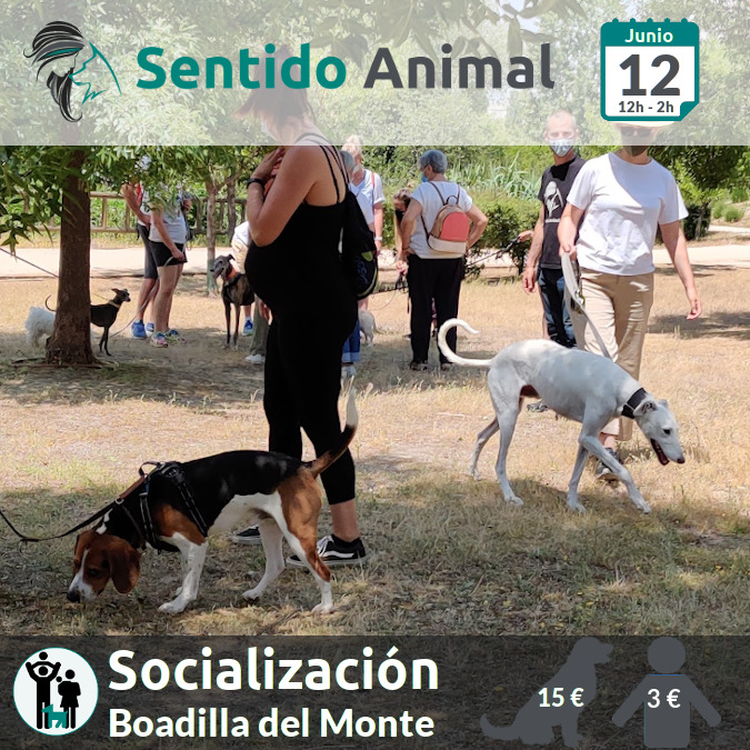 Socialización canina y paseo – sábado junio 2021