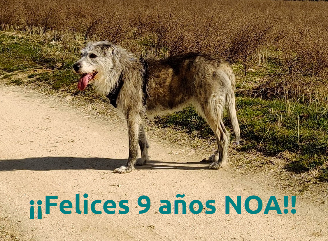 ¡Felices 9 años, Noa!