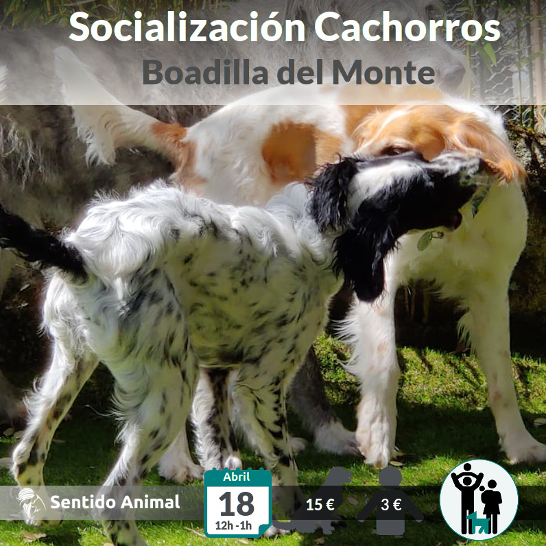 Socialización cachorros – abr21