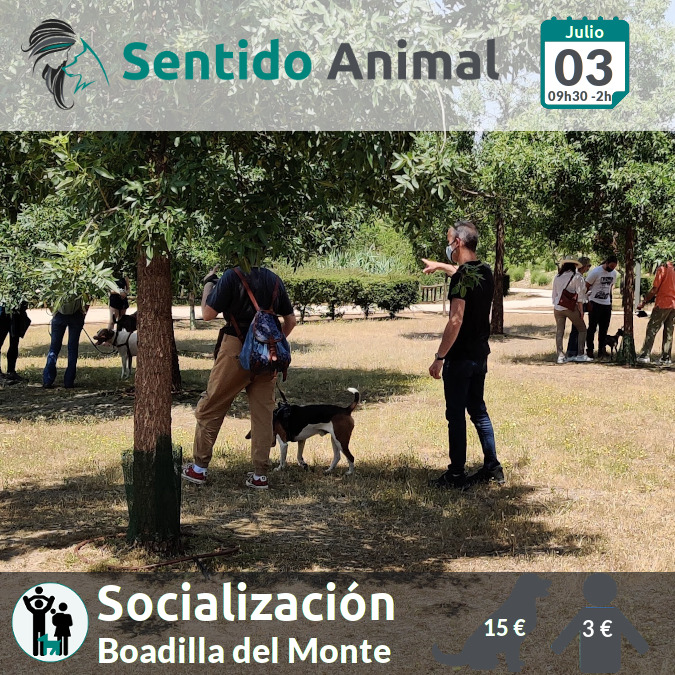 Socialización canina - Boadilla del Monte