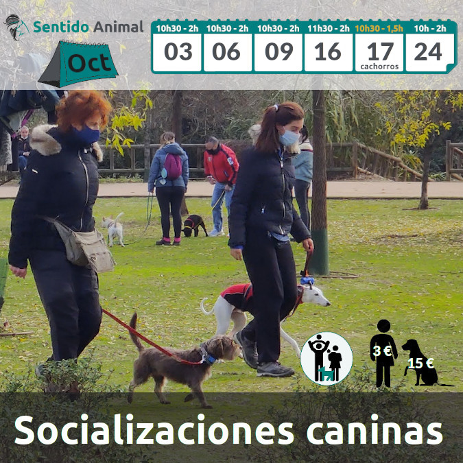 Socialización canina y paseo – Boadilla del Monte 2 – octubre 2021