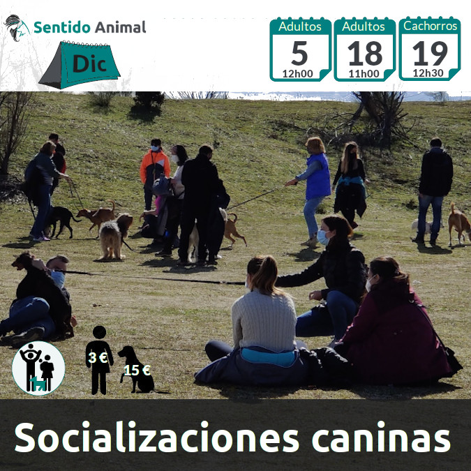 Socialización canina y paseo – Madrid – diciembre 2021
