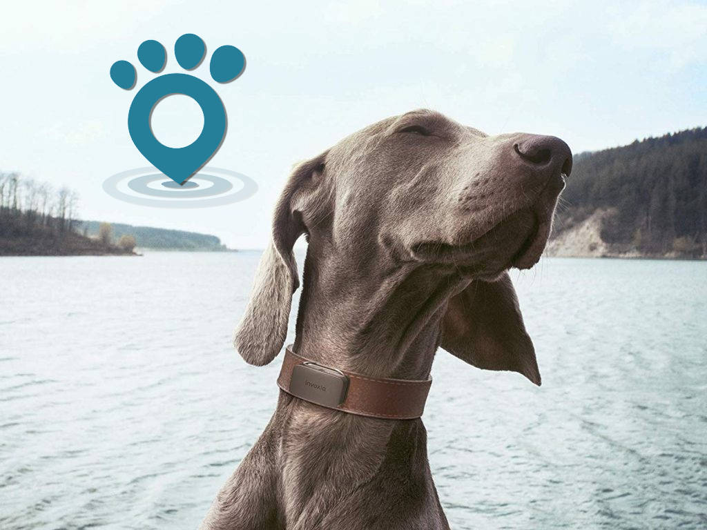 Dog trackers: mejores collares para | Animal