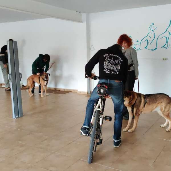 Entrenamiento canino de habituación a las bicicletas