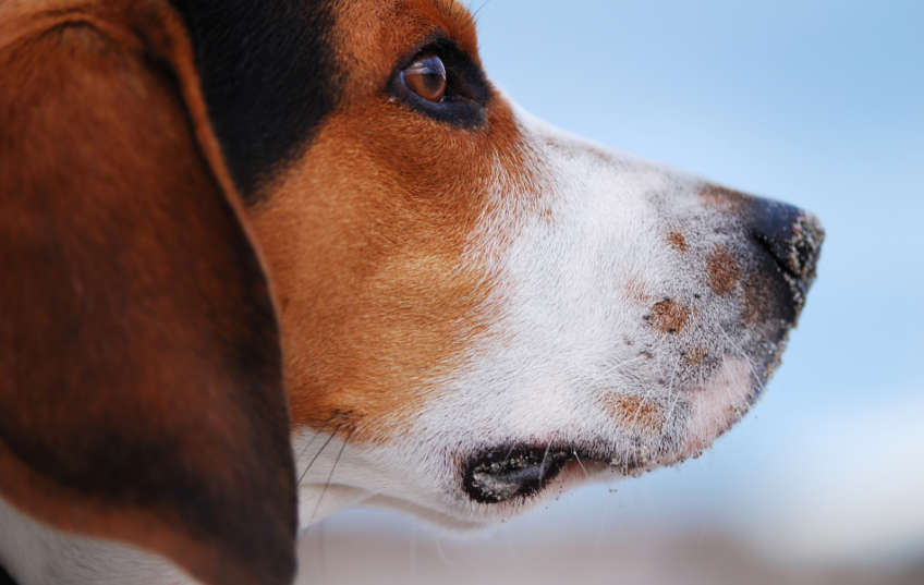 Beagle mirando al infinito