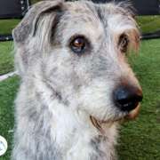 perra gris y blanca mestiza de lobera islandesa - primer plano