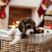 Perro Beagle saliendo de una cesta, en Navidad