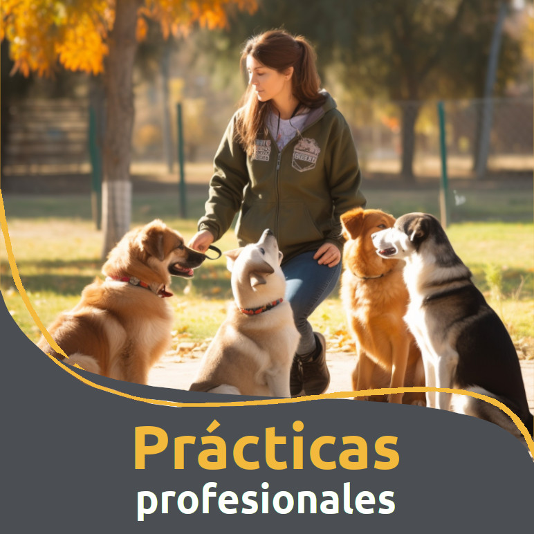 Prácticas profesionales de educación canina profesional