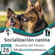 2024-25_Socialización_dos perros en el cartel con información de 26 enero 2025